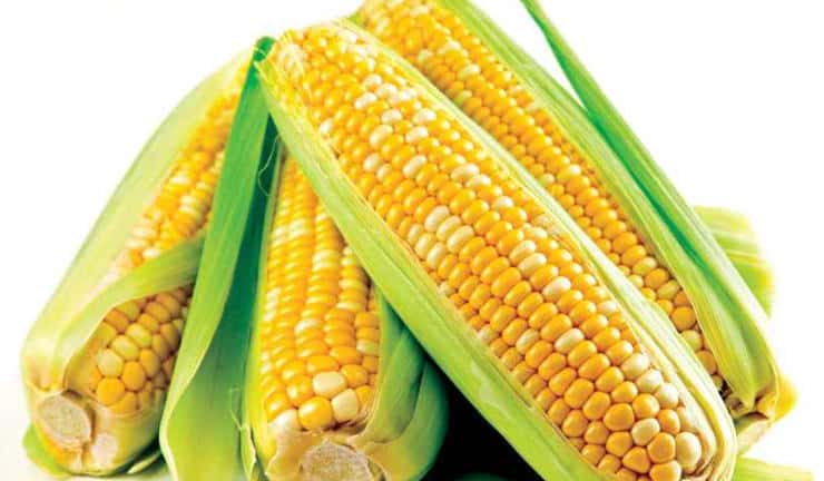 Festival of corn